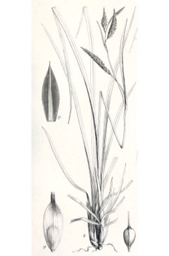 Carex meyeriana Sedge, Wu la cao