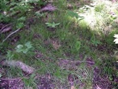 Carex pensylvanica Pennsylvania sedge