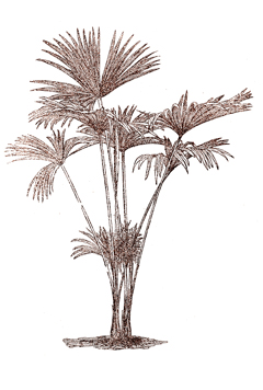 Carludovica palmata Panama Hat Plant, Carludovica Palm
