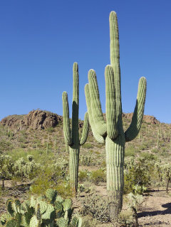 Carnegiea gigantea Saguaro