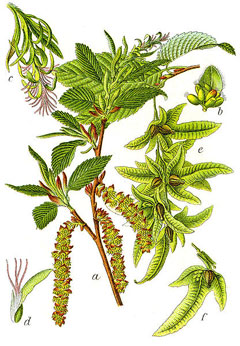 Carpinus betulus Hornbeam,  European hornbeam, Common Hornbeam, European Hornbeam