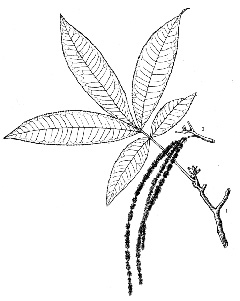 Carya cathayensis Chinese Hickory