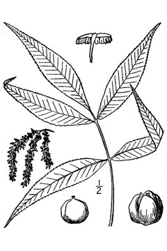 Carya carolinae-septentrionalis Southern Shagbark, Southern shagbark hickory