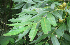 Carya cordiformis Bitternut, Bitternut hickory, Swamp Hickory