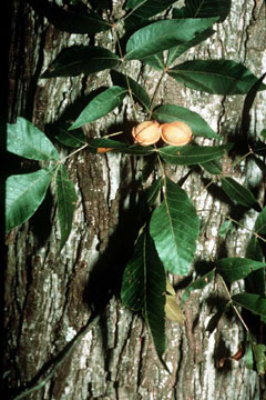Carya myristiciformis Nutmeg Hickory