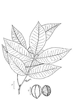 Carya myristiciformis Nutmeg Hickory