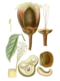 Caryocar nuciferum Souari Nut. Butter Nut