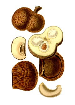Caryocar nuciferum Souari Nut. Butter Nut