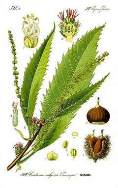 Castanea species Chestnut Hybrids