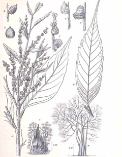 Castanopsis acuminatissima Castanopsis chestnut, White oak