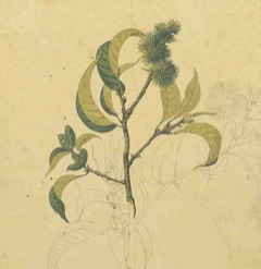 Castanopsis javanica Spiny oak, Java chinkapin tree
