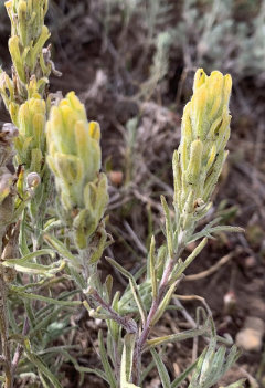 Castilleja lineata Marsh-Meadow Paintbrush Castilleja lineata Marsh-Meadow Paintbrush