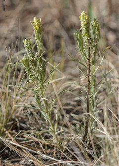 Castilleja lineata Marsh-Meadow Paintbrush Castilleja lineata Marsh-Meadow Paintbrush