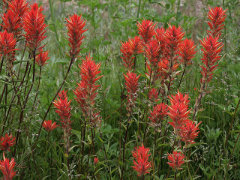 Castilleja miniata Giant Red Paintbrush