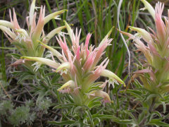Castilleja sessiliflora Downy Paintedcup