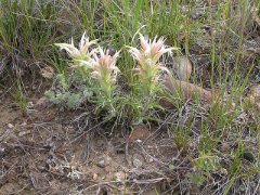Castilleja sessiliflora Downy Paintedcup