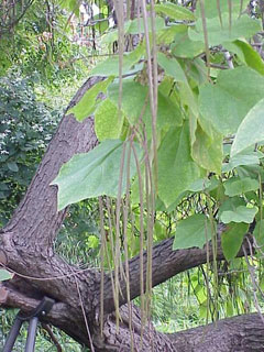 Catalpa bignonioides Indian Bean Tree, Southern catalpa