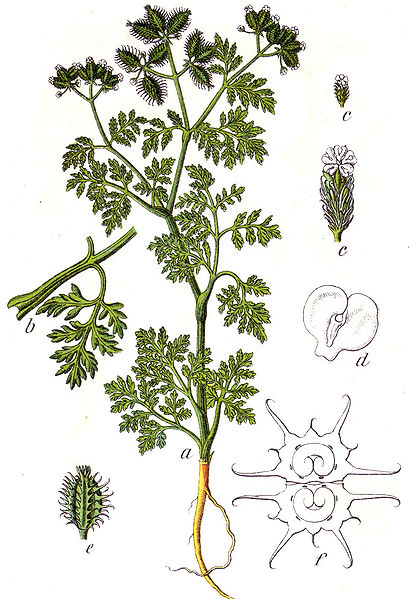 Caucalis platycarpos Small Bur-Parsley, Carrot bur parsley