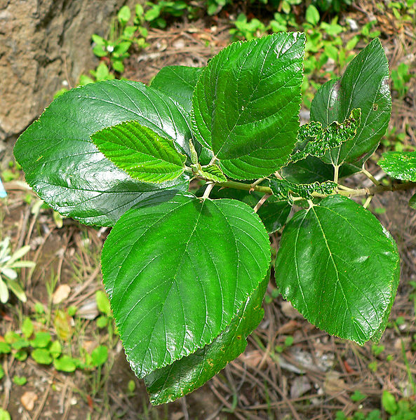 Ceanothus arboreus Catalina Mountain Lilac, Feltleaf ceanothus