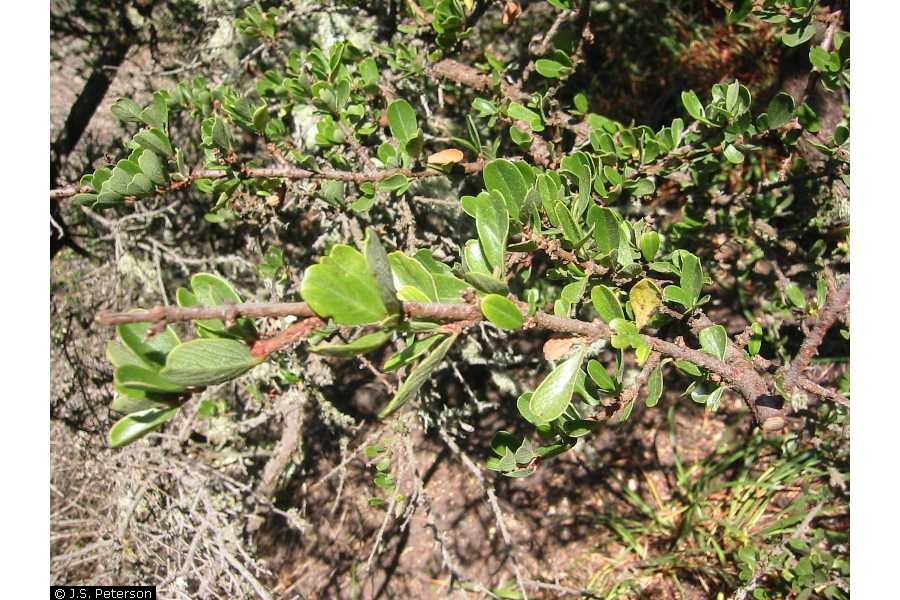 Ceanothus cuneatus Buckbrush,  Sedgeleaf buckbrush,  	Monterey ceanothus