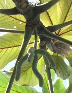 Cecropia peltata Trumpet Tree, Snakewood, Congo pump, Wild pawpaw, Pop-a-gun