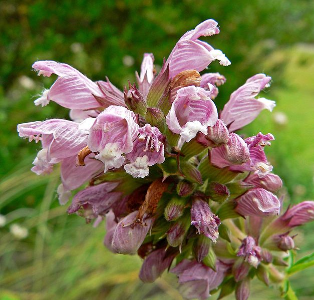 Cedronella canariensis Balm Of Gilead, Herb of gilead