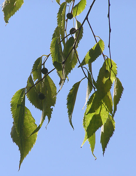 Celtis australis Nettle Tree, European hackberry
