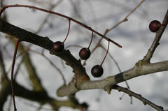 Celtis occidentalis Hackberry, Common hackberry