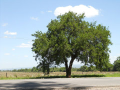 Celtis iguanaea Desert Hackberry