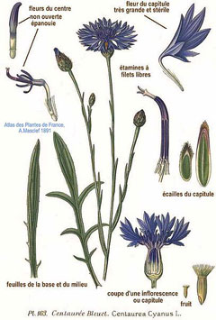 Centaurea cyanus Cornflower, Garden cornflower, Blue Bottle, Cornflower