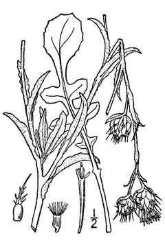 Centaurea melitensis Maltese Star Thistle