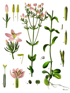 Centaurium erythraea Centaury - Feverwort, European centaury