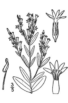 Centaurium spicatum Spiked centaury