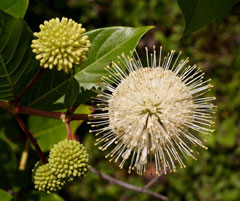Cephalanthus occidentalis Button Bush, Common buttonbush, Button Willow, Honey Bells, Buttonbush
