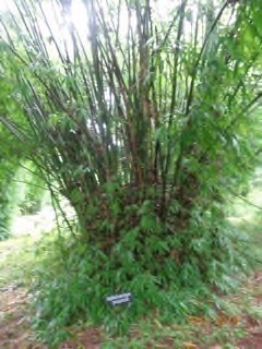 Cephalostachyum pergracile Tinwa Bamboo