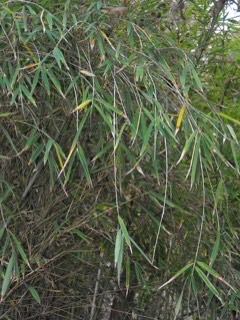 Cephalostachyum pergracile Tinwa Bamboo