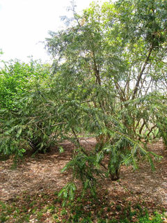 Cephalotaxus fortunei Chinese Plum Yew