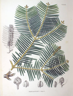Cephalotaxus harringtonia Japanese Plum Yew