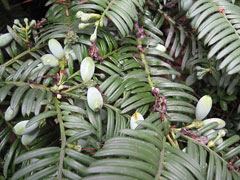 Cephalotaxus harringtonia drupacea Japanese Plum Yew