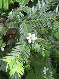 Cephalotaxus harringtonia nana Japanese Plum Yew
