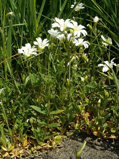 Cerastium arvense Field Mouse-Ear Chickweed, Field chickweed