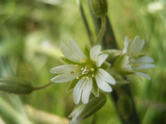Cerastium fontanum Chickweed, Common mouse-ear chickweed, Big chickweed
