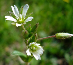 Cerastium holosteoides Common Mouse-Ear Chickweed