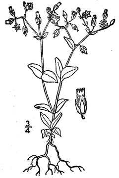 Cerastium semidecandrum Little Mouse-Ear Chickweed, Fivestamen chickweed