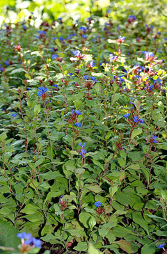 ceratostigma plumbaginoides Blue leadwood, Blue Plumbago, Perennial Plumbago, Leadwort