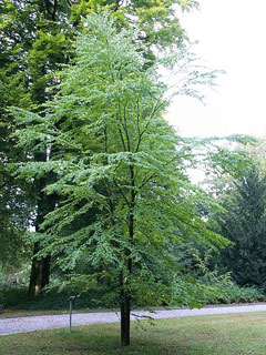 Cercidiphyllum japonicum Katsura Tree