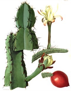 Cereus hildmannianus Hildmania cactus, Hedge cactus