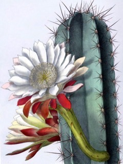 Cereus repandus Peruvian apple cactus