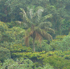 Ceroxylon alpinum Wax Palm