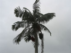 Ceroxylon quindiuense Wax Palm